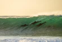 Golfinhos na água em Jeffreys Bay